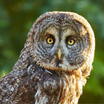 Great Gray Owl Photo